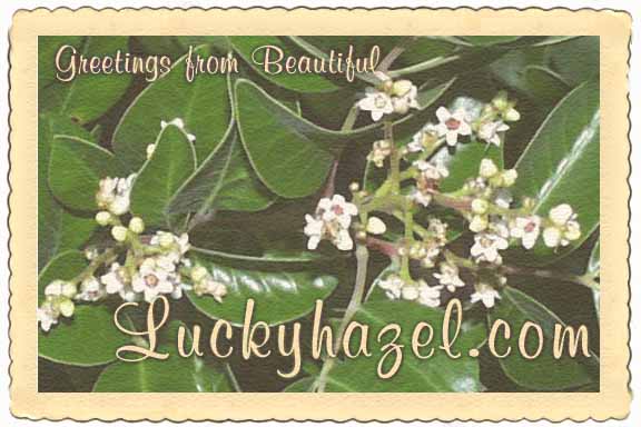 Greetings from 
Beautiful Luckyhazel.com.